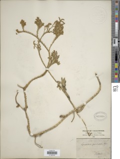 Austrolycopodium paniculatum image