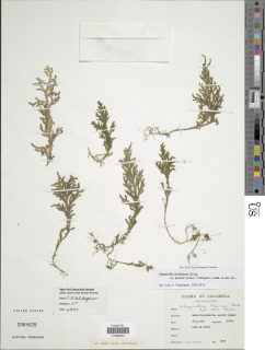 Selaginella moritziana var. pearcei image