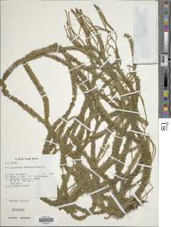 Phlegmariurus nummulariifolius image