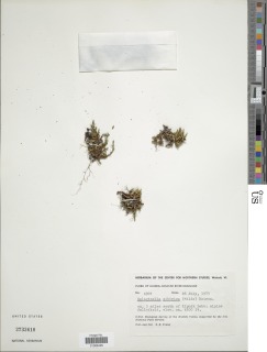 Selaginella sibirica image