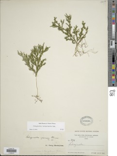 Selaginella flexuosa image