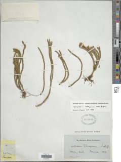 Phlegmariurus tetragonus image