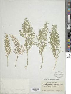 Selaginella laxifolia image
