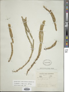 Phlegmariurus attenuatus image