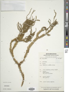 Phlegmariurus coralium image
