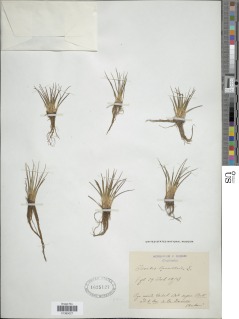 Isoetes lacustris image