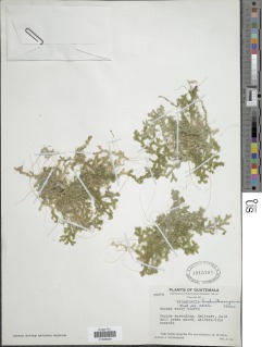 Selaginella huehuetenangensis image