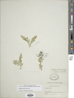 Selaginella lychnuchus image