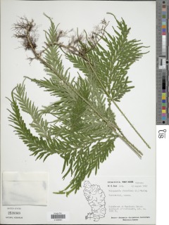 Selaginella flabellata image