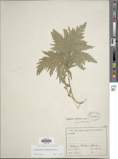 Image of Selaginella arthritica