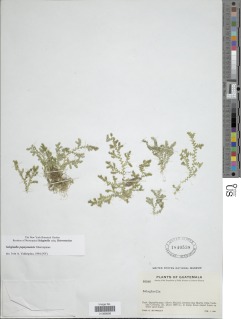 Selaginella popayanensis image
