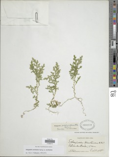 Selaginella moritziana image