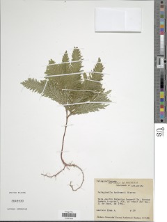 Selaginella hoffmannii image