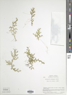 Selaginella idiospora image