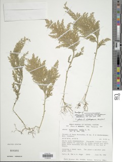 Selaginella mickelii image