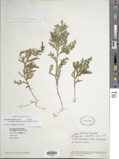 Selaginella moritziana var. pearcei image