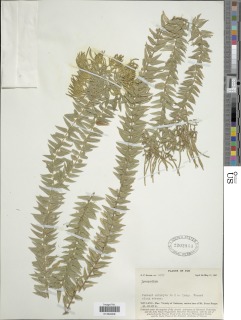 Phlegmariurus trifoliatus image