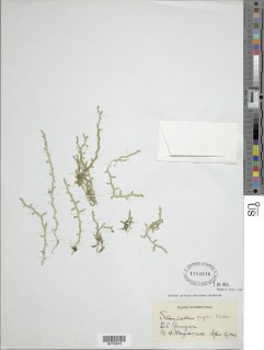 Selaginella ovifolia image