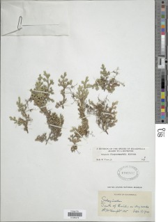 Image of Selaginella steyermarkii
