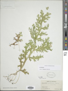 Selaginella martensii image