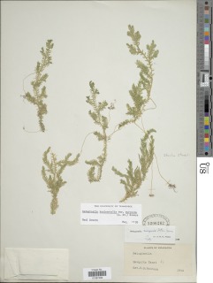 Selaginella eurynota image