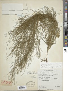 Phlegmariurus tenuis image
