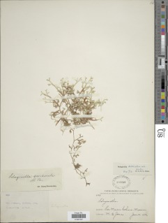 Selaginella delicatissima image