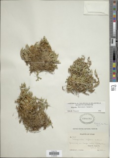 Selaginella watsonii image