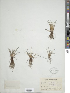 Isoetes occidentalis image