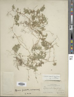 Selaginella marginata image