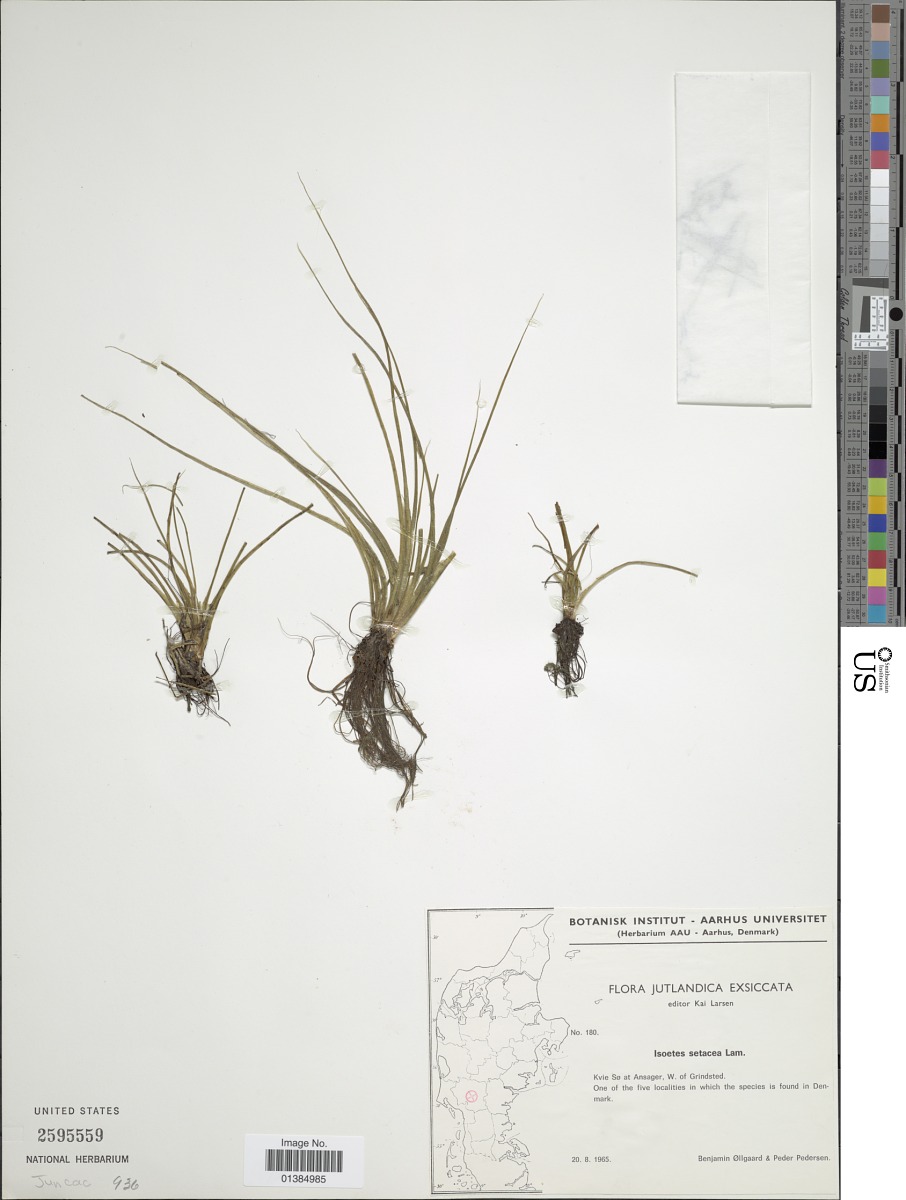 Isoetes longissima subsp. longissima image