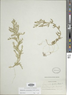 Selaginella horizontalis image
