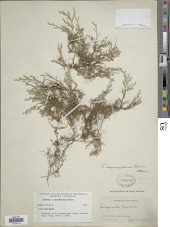 Selaginella x neomexicana image