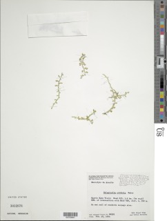 Selaginella ovifolia image