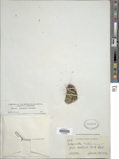 Selaginella utahensis image