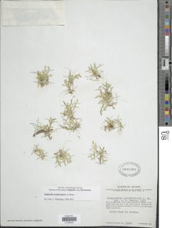 Selaginella porphyrospora image