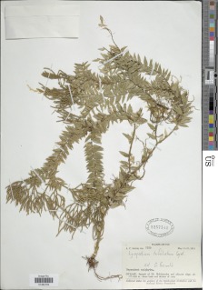 Phlegmariurus trifoliatus image