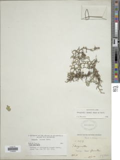Selaginella arsenei image