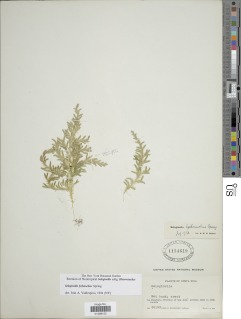 Selaginella lychnuchus image
