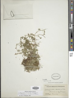 Selaginella arsiclada image