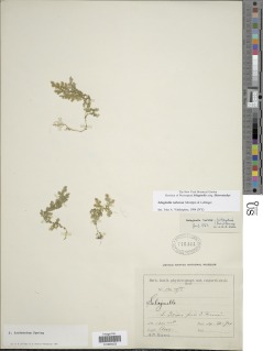 Selaginella tuberosa image