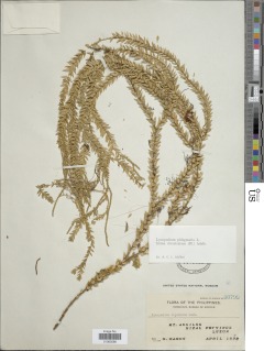 Phlegmariurus banayanicus image