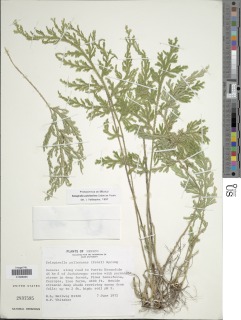 Selaginella pulcherrima image