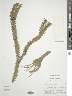 Phlegmariurus australis image