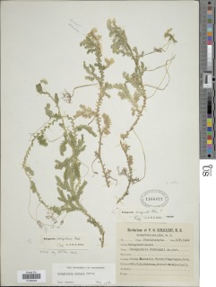 Selaginella sertata image
