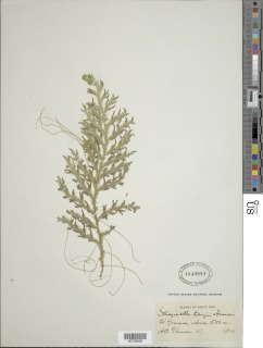 Selaginella krugii image