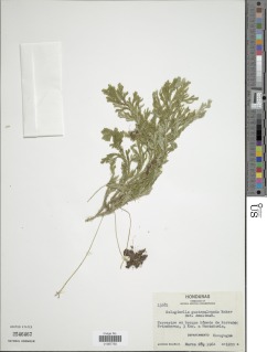 Selaginella guatemalensis image