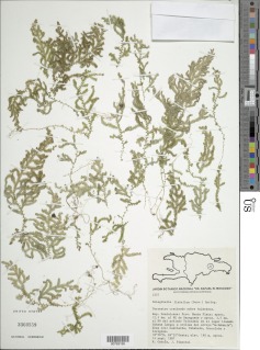 Selaginella flabellum image
