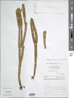 Phlegmariurus mooreanus image