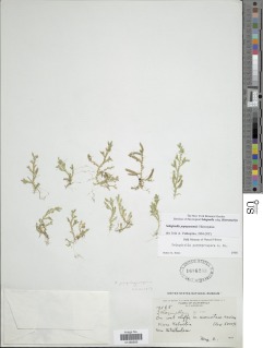 Image of Selaginella popayanensis